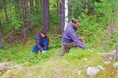 Комбайны на черничном поле